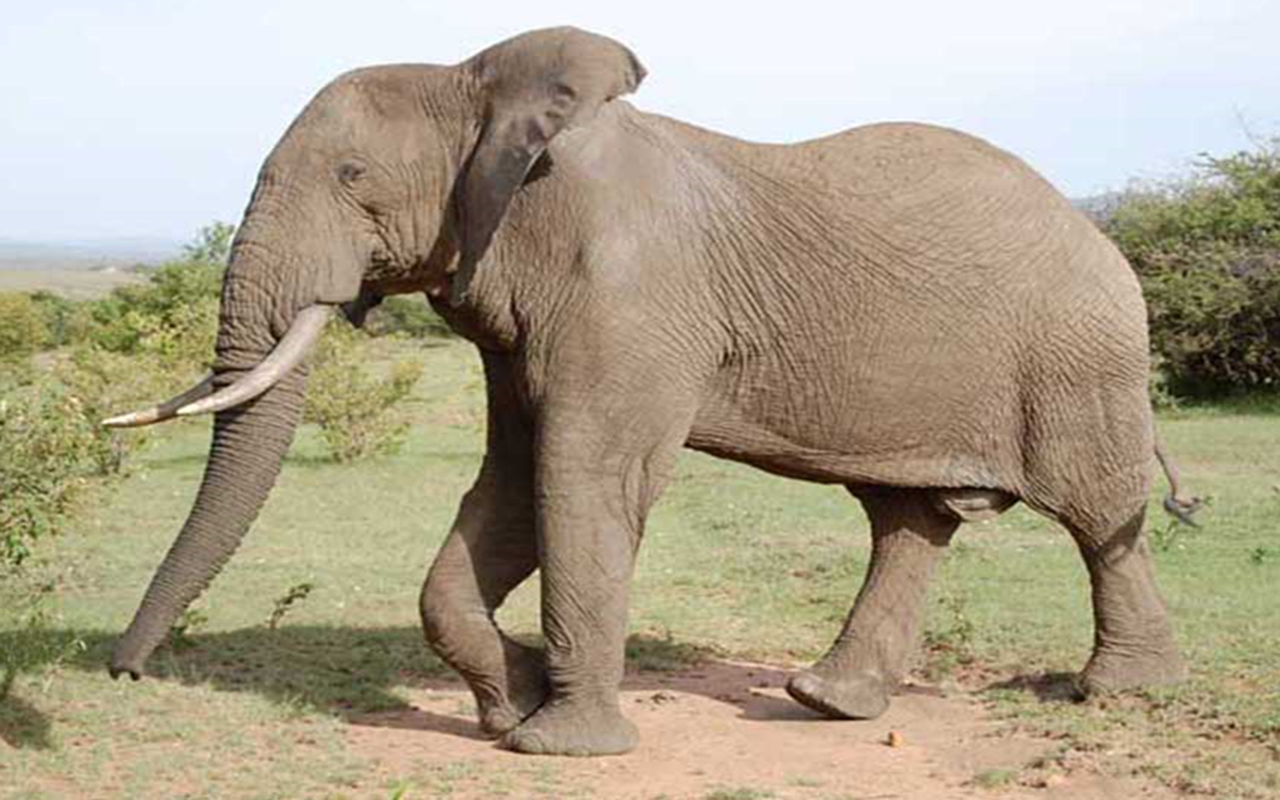 All About Elephants Amazon.it App e Giochi