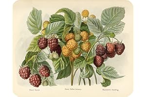 Raspberry - Glass Worktop Saver/Protector | Kitchen Cutting Board - by Pearl Glass (50 x 40cm)