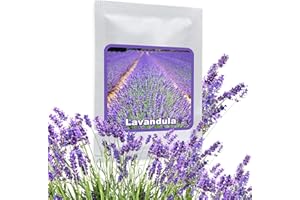 Lavande vraie ca.150 graines - Beau buisson parfumé et plante de jardin très populaire