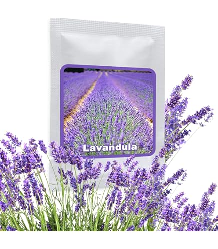 Semi Di Lavanda 900 Pezzi Ad Alta Germinazione - Pianta Medicinale Per Api E Farfalle (con EBook Gratuito) - Foto 9