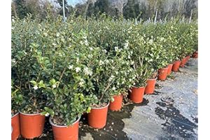 VIVAI DE LAURENTIIS Osmanthus x Burkwoodii (Osmarea) vaso 19 cm