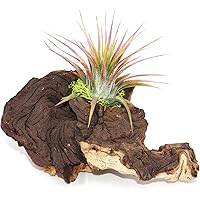 Exotenherz - Tillandsien auf Mopaniwurzel - S - 1 Pflanze