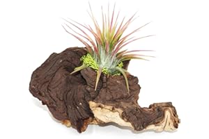 Exotenherz - Tillandsien auf Mopaniwurzel - S - 1 Pflanze