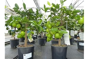 gruenwaren jakubik gruenwaren jakubik echte Caipi Limette Limettenbaum Citrus Lime 75-90 cm Zitruspflanze