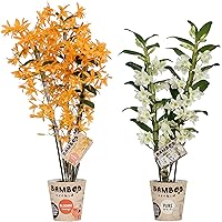 Orchideen von Botanicly – 2 × Bambus Orchidee – Höhe: 50 cm, 3 Triebe – Dendrobium nobile Firebird & Apollon