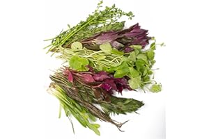 Lincolnshire Pond Plants Ltd - 75 Live Aquarium Plants Tropical Aquatic Plants for Your Fish Tank - Rooted and stem Plants