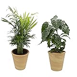Dominik Blumen und Pflanzen, Indoor Duo - Kaffeepflanze und Zimmerpalme mit Dekotopf, terrakotta, 10,5 - 12 cm Topf, 20 - 30 