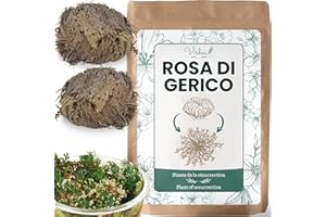 VIRHEA Rosa di Gerico X2 – Pianta della resurrezione – Selaginella Lepidophylla, Pianta di dinosauro [soddisfatti o rimborsati]