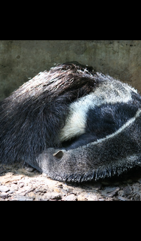 giant anteater Wallpaper &ndash; HD Wallpapers of giant anteater! : Amazon