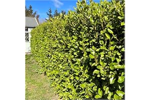 5 Griselinia Evergreen Hedging Plants 50-70cm, Fast Growing New Zealand Laurel 3fatpigs®