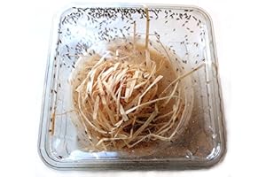 The Mealworm Company LIVEFOODS DIRECT Small Wingless Fruit Flies Culture