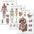 Palace Learning 3 Pack - Muscle + Skeleton + Digestive System Anatomy Poster Set - Muscular and Skeletal System Anatomical Charts - Laminated - 18" x 24"