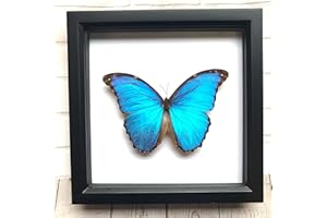BUTTERFLY MAN Giant Blue Morpho Butterfly (Morpho didius) Deep Shadow Box Display | Genuine Specimen | Frame Size 25 x 25cm