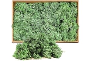 LONNEY Moos Konserviert Deko Moos zum Basteln Moosbild Modellbau Kunst Moos Natur konserviertes (605)