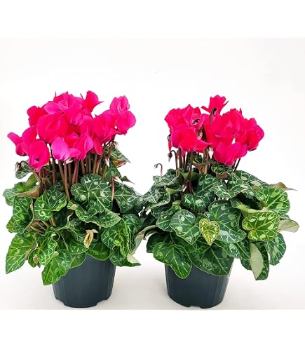 Begonia Dragon Foglia Verde E Fiore Bianco – 2 Piante Vere In Vaso 14 Cm – Altezza 30-40 Cm – Fioritura Marzo-settembre – Ideali Per Interni Ed Esterni