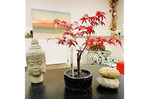 EASY PLANTS Japanese Maple Bonsai Tree (Acer Palmatum) - Indoor & Outdoor Elegance, Low Maintenance in Ceramic Pot - Perfect House Plant for Home Decor, Bonsai Gardens, and Nature Enthusiasts