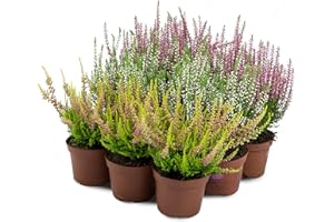 PRIME GARDEN Erica Brugo Calluna Vulgaris Piante in vaso – Resistente – Miscela di colori (9 pezzi/3 colori)