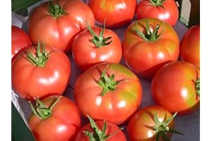 LIEFERFRUCHT Fleischtomaten frisch und schnittfest, 5 Stück / Packung