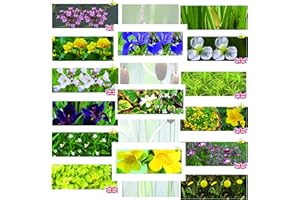 LINCOLNSHIRE POND PLANTS LTD Marginal Pond Plants 10 Different Varieties