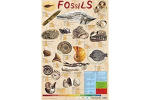CHART MEDIA Educational FOSSILS Geology Science Poster/Wall Chart with Photographic Images - 60cm x 40cm