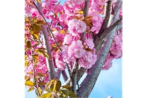 Japanese Flowering Cherry/Prunus 'Kanzan' 3-4ft Tall, Large Double Deep Pink Flowers 3fatpigs®