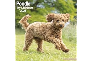 Poodle (Toy & Miniature) 2025 Square Wall Calendar | Dog Breed Calendar: Original Avonside-Kalender [Mehrsprachig] [Kalender]