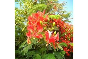 TU PROPIO JARDÍN 6 Semi di Ponciana Framboyán (Delonix regia)