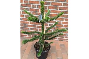 PFLANZEN BÖRING ARAUCARIA ARAUCANA Araucaria araucana (Höhe: 100-110 cm), Affenbaum, Affenschaukel, Andentanne, winterhart + Dünger