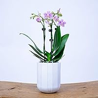 Phalaenopsis | Orchidaceae | tropische Schmetterlingsorchidee mit lila Blüten | inklusive weißem Ziertopf | Topfgröße Ø…