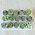 TOFOH assorted succulent set of 15 (BARE ROOTED), Assorted succulent combo, live succulent plants, succulent plants combo, any 15 succulent variety