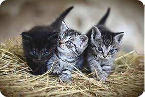 Kittens - Glass Worktop Saver/Protector - by Pearl Glass (60 x 40cm Extra Large)