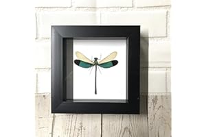 Butterfly Man Green Damselfly (Neurobasis chinensis) Dragonfly | Deep Shadow Box Display | Genuine Specimen | Frame Size 15 x 15cm