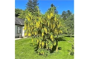 Common Laburnum Tree/Laburnum Anagyroides - Golden Chain, Golden Rain 50-80cm Tall 3fatpigs®