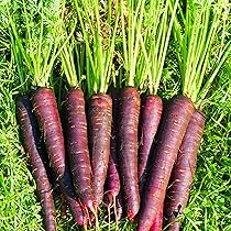 Carrot Nerac | Bejo