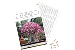 Exotic Bonsai Seeds with High Germination Rate - Plant Seeds Set for Your Own Bonsai Tree