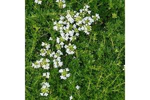 Blumixx Stauden Thymus serpyllum 'Albus' - Weißer Sand-Thymian im 0,5 Liter Topf weiß blühend