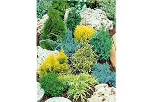 GROWON SHRUBS [x8] Dwarf Conifer Collection | Variety-Pack | P9 Pot Plants | Evergreen Shrubs