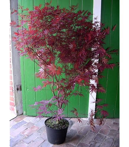 Mhnenbambus Green Lion 125-150cm - Fargesia - lebende Gartenpflanze aus  den Baumschulen : Amazon.de: Garten