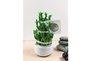 Easy Plants 1 Lucky Bamboo Tower Group Planting in Rouond Ceramic Pot (Pot Colour: Random) - Indoor Bonsai for Feng Shui