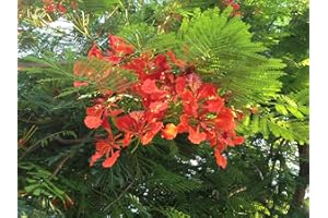 SVI Semillas Delonix regia Delonix Flamboyant Llama árbol Flores rojas en el sur