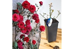 BLUE MAGIC DESIGN Mature Plant Paul Scarlet Red Climbing Rose in 2L Pot: Well-Developed Roots, Ideal for Garden Trellises, Pathway Hedging, and Vertical Garden Displays