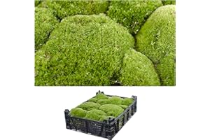 INTERFLOWERS GMBH 1 Kiste Echtes Moos - Bollenmoos- Moos Bollen Natur Deko Moos zum basteln in verschiedenen Sorten - DIY - Islandmoos, Plattenmoos, Bollenmoos, Hügelmoos Sphagnum Moos Grün Frisch Kugelmoos