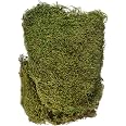 Rayher Mousse Naturelle Séchée Vert Clair 100g – Mousse Florale Pour Déco, Modélisme, Crèche De Noël, Nid De Pâques, Couronnes Et Arrangements Floraux