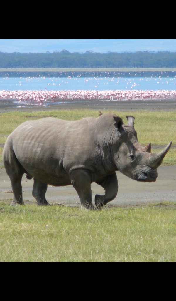 rhino Wallpaper -- HD Wallpapers of rhinos! : Amazon.co.uk: Apps & Games