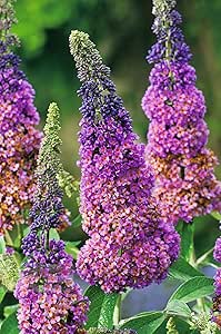 Sommer-Flieder 'Flower Power' (Buddleja Davidii) - Mehrfarbiger Schmetterlingsflieder von Garten Schl&uuml;ter