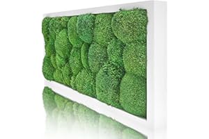 naturewalls Moosbild Kugelmoos - Pflanzenbild Vollholz-Rahmen - XXL - Weiß | 60 x 30 cm
