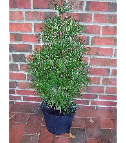 Japanische Schirmtanne Sciadopytis verticillata 40-50 cm hoch im 5 Liter  Pflanzcontainer : Amazon.de: Garten