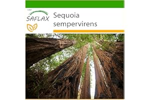 SAFLAX - Sekwoja Przybrzeżna - 50 Nasiona - Z pożywką wolną od zarazków - Sequoia sempervirens