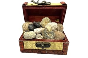 Jurassic Jacks Fossil Gift Set Real Mosasaur Tooth, Trilobite, Ammonites, Dinosaur Bone, Prehistoric Paleontology STEM Collection