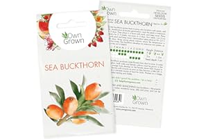 Grow Your own Sea Buckthorn: Premium Sea Buckthorn Seeds for 5 Plants - Berry Plant Seeds for Planting Berries - Fruit Seeds for Planting - Seabuckthorn Garden Seeds - Sea Berries Buckthorn OwnGrown